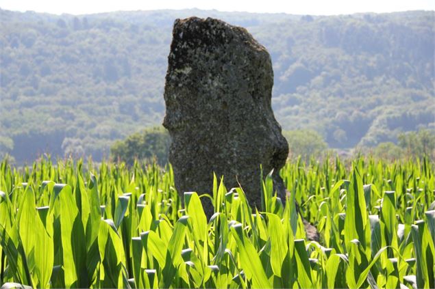 Menhir de Pierre fiche - Simandre/Suran