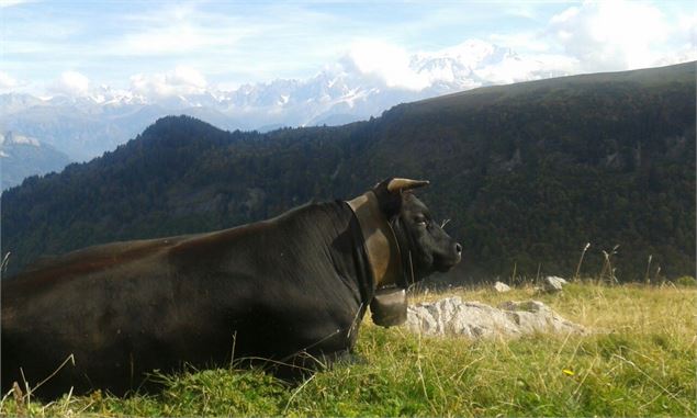 Vache Herens - Yoann Pissard-Maillet