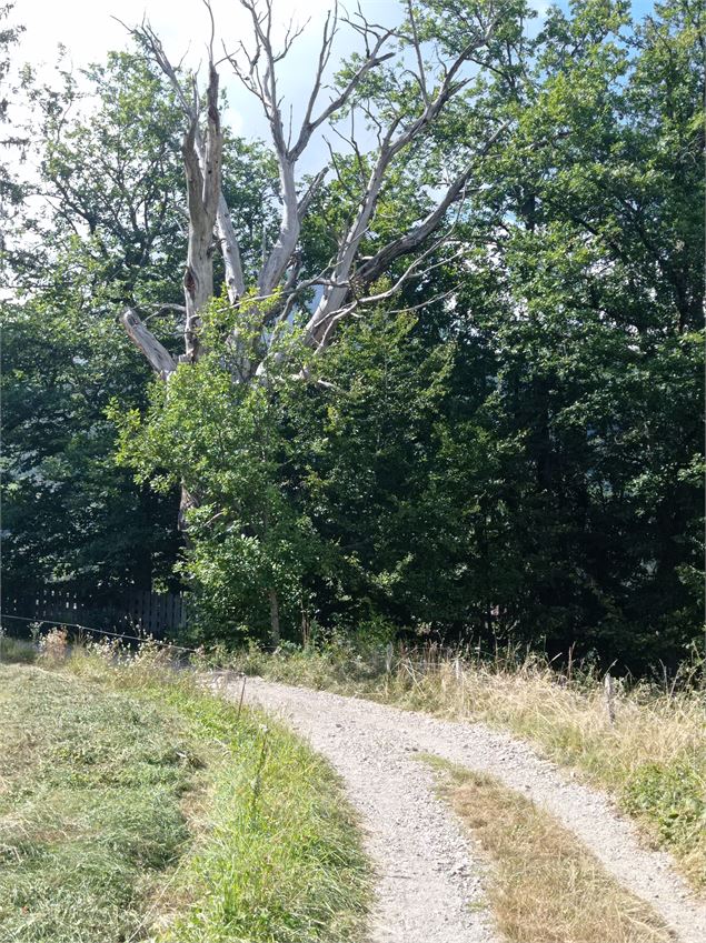 sentier pédestre : balade au Bois de Fessy - David Machet