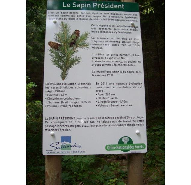 Le sapin président - Michel Maupas