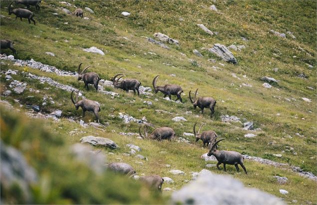 Parc national de la Vanoise - Clara Fotomania