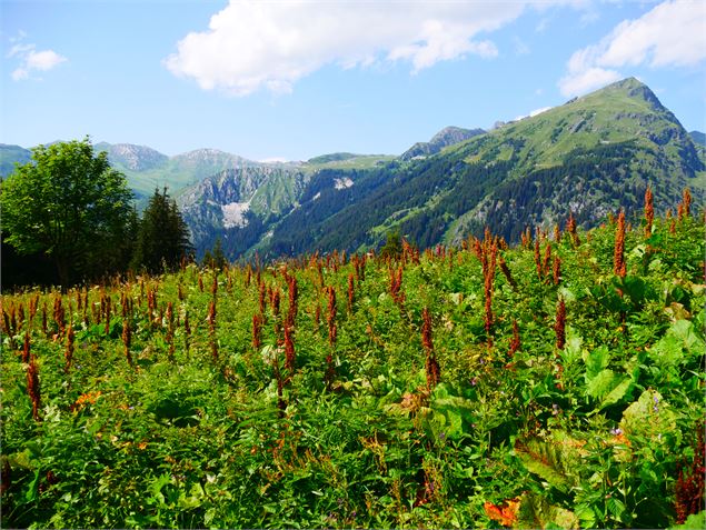 La Tour du Merle (col en aval) - G. Kiener