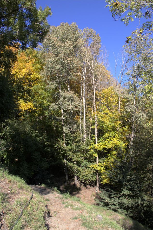 la forêt - Les Arcs