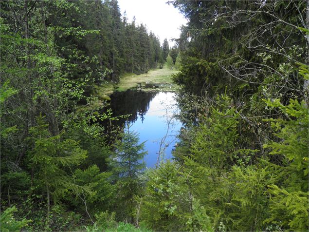 Tourbière du Lac Noir - OTMLP