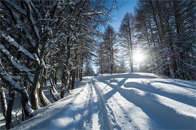 Itinéraire de raquettes en forêt à Valloire - Alban Pernet