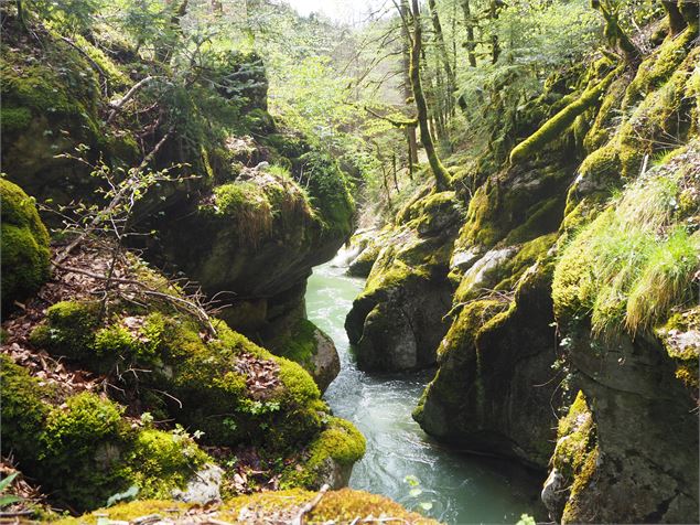 Le long du Cozon - B. Becker/Auvergne-Rhône-Alpes Tourisme