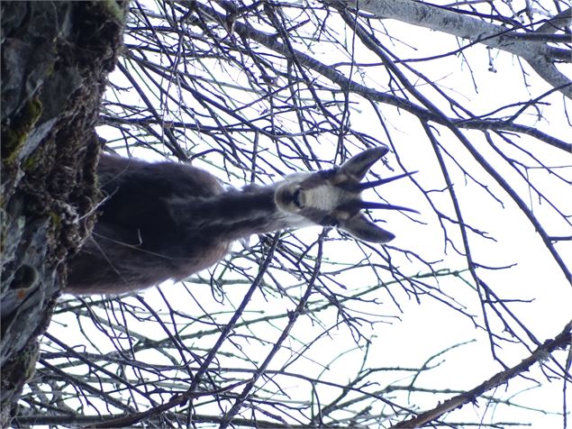 Chamois femelle - P. Tournaire