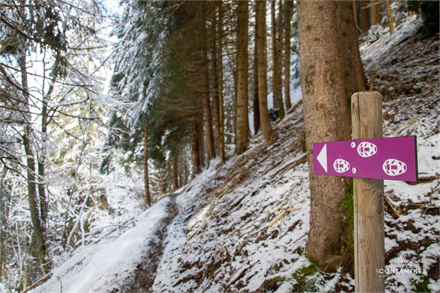 Balade en plein cœur de la forêt - Les Contamines Tourisme