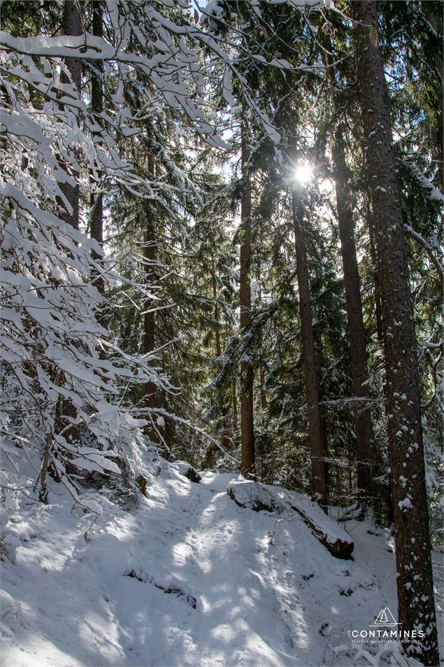 Plénitude en pleine forêt - Les Contamines Tourisme