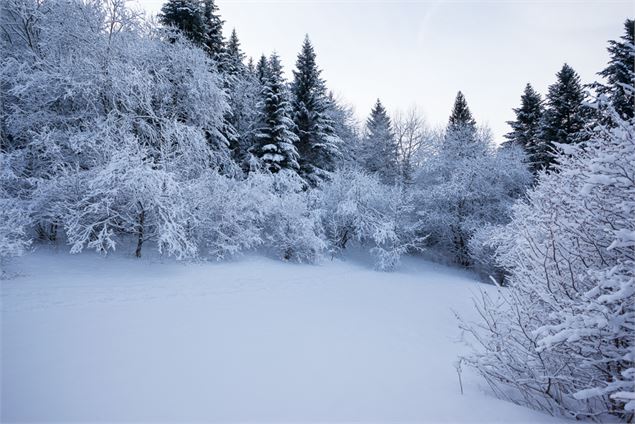 Alpages et forêts à Thollon-les-Mémises - OTPEVA