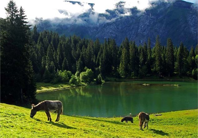 vue sur le lac - pulse activity