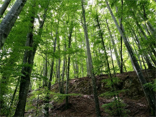 forêt de bouleauO - @Daniel Gillet