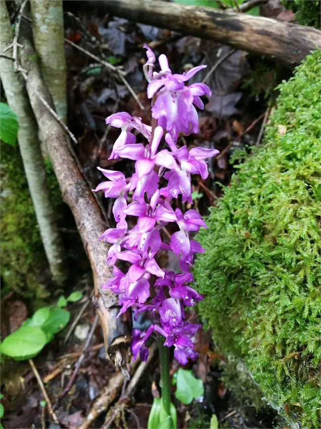 Orchis - @Daniel Gillet