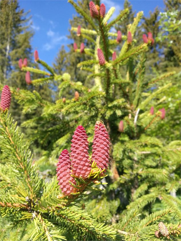 Bourgeon de sapin - ©OT Terre Valserine