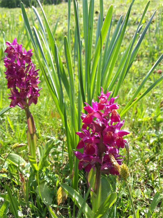 Orchis - ©OT Terre Valserine