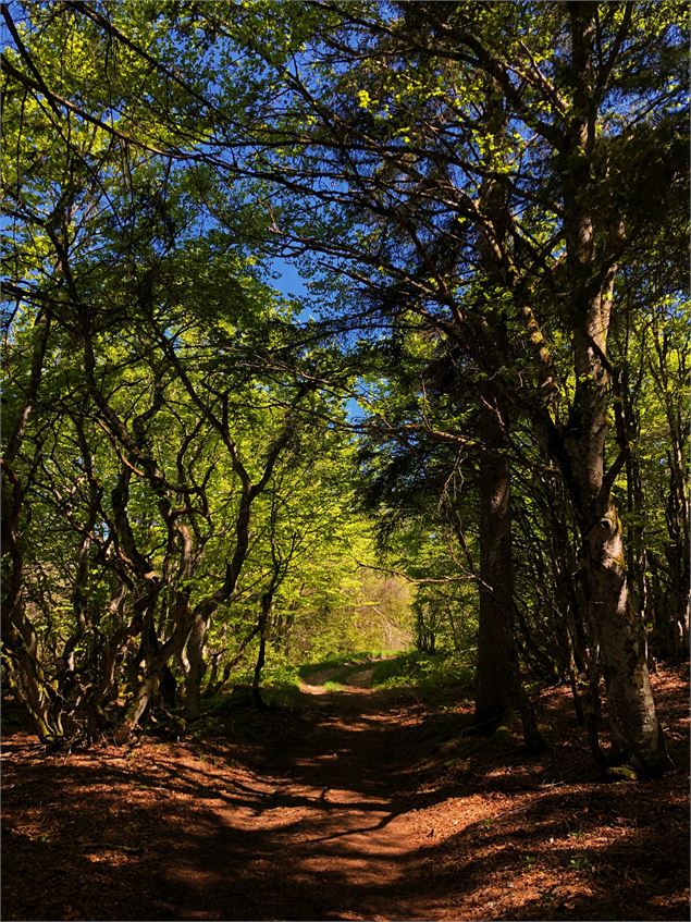 Forêts du Plateau de Retord - Belley Bugey Sud Tourisme