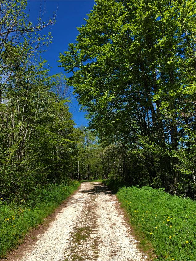 Forêts du Plateau de Retord - Belley Bugey Sud Tourisme