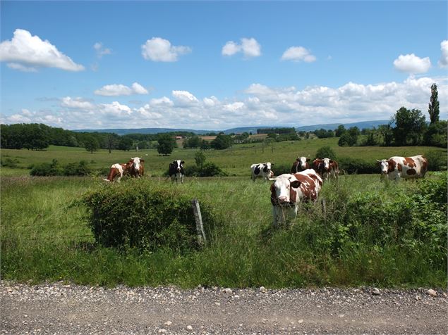 Paysage de Bresse - DR Propriétaire de l'étang