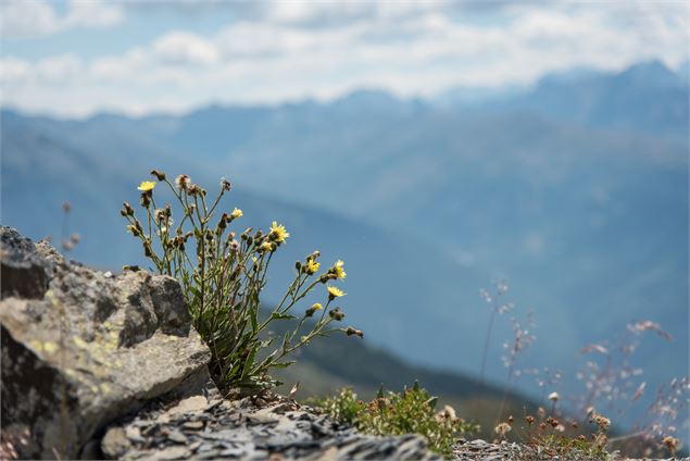 Flore de montagne - Alban PERNET