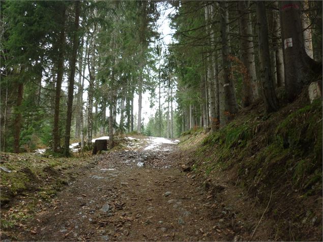 Passage en forêt