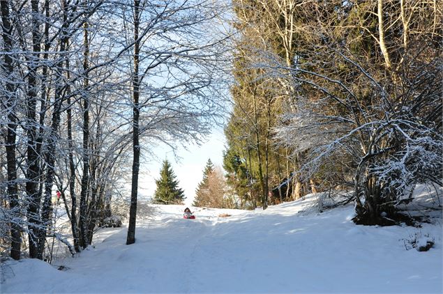 Dans la forêt