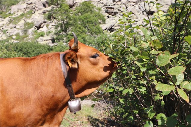 vache sur le chemin vers le Lac Vert Valmeinier - Office de tourisme de Valmeinier