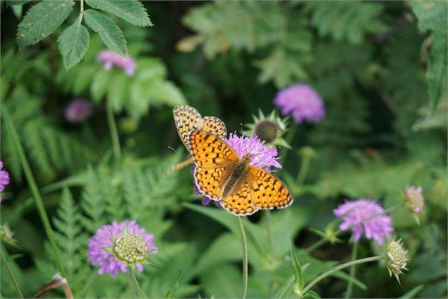 sentier des papillons