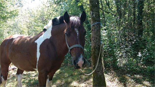 Espace Cheval - Espace Cheval