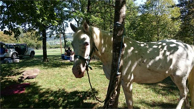 Espace Cheval - Espace Cheval