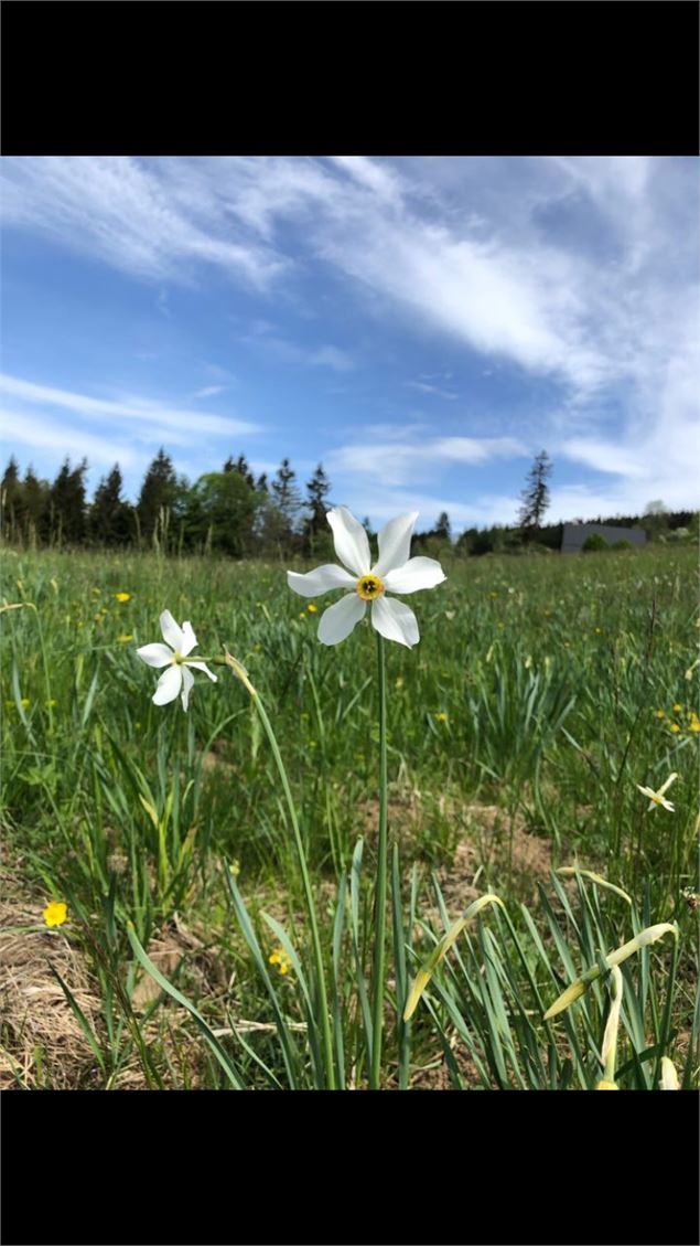 Narcisses sur le Plateau de Retord - Office de Tourisme Bugey Sud Grand Colombier