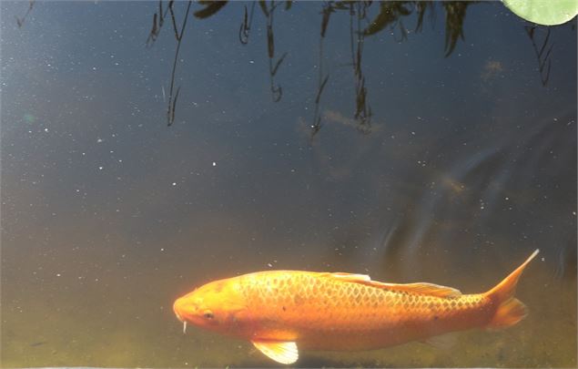 Carpe Koi - M.Botella