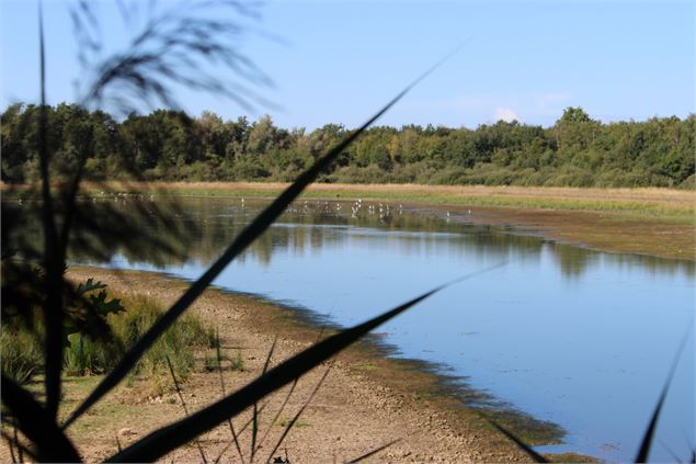 Oiseaux sur l'Etang Grange Volet - Claire CUR/Dombes Tourisme