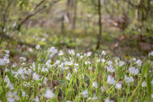 Fleurs au printemps - M Zeilfelder