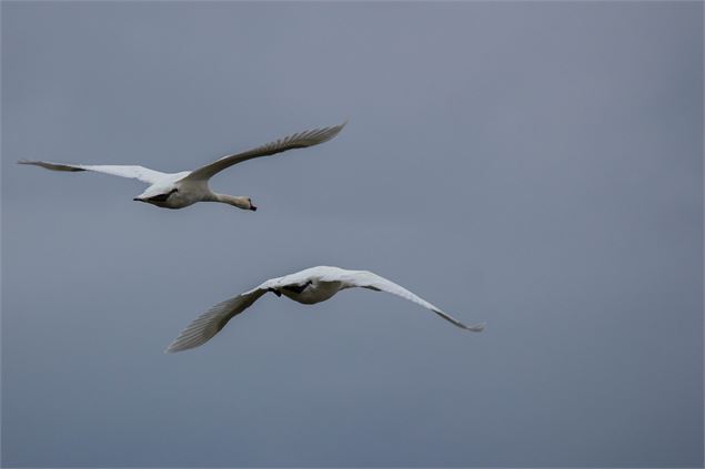 Cygnes - M Zeilfelder