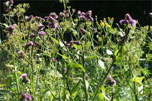 Fleurs de montagne - OTPEVA