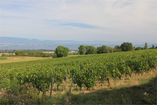 Vue sur les vignes - CCPEVA