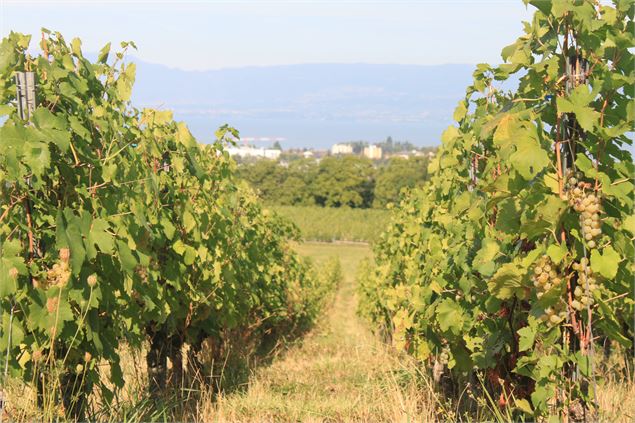 Dans le vignoble - CCPEVA