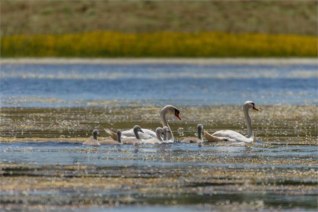 Cygnes - M. Zeilfelder/Dombes Tourisme