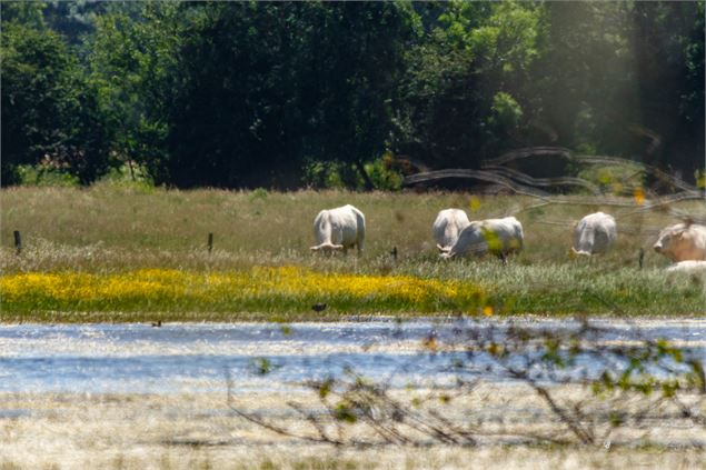 Etang des Roussières - M. Zeilfelder