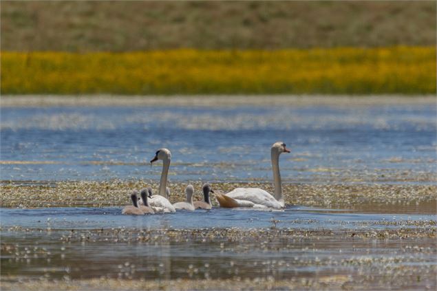 Cygnes - M. Zeilfelder