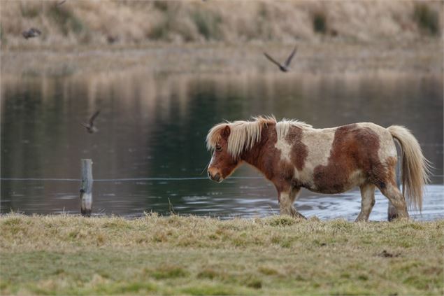 Poneys au bord d'un étangs - M. Zeilfelder