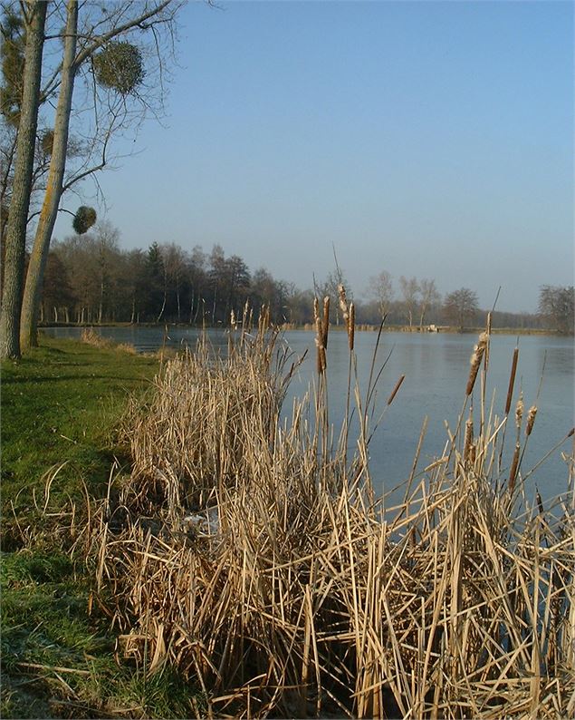 Bord de l'étang - Communauté de Communes de la Dombes