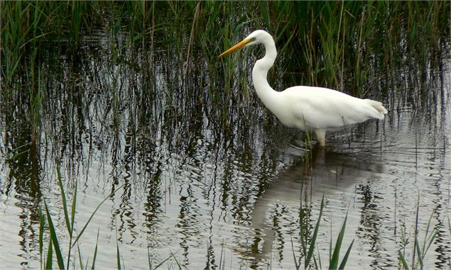 Aigrette - CENS