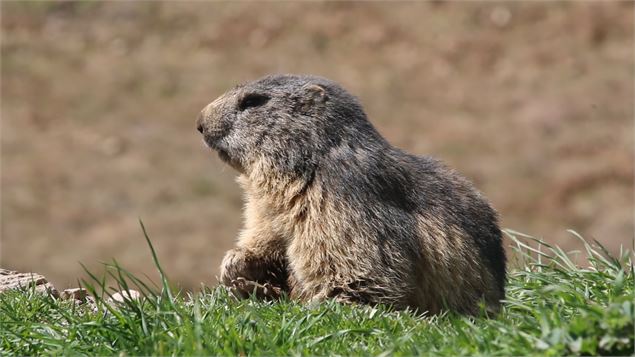 Colonie de marmottes - N. Pinto