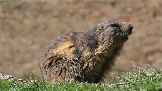 Colonie de marmottes - N. Pinto