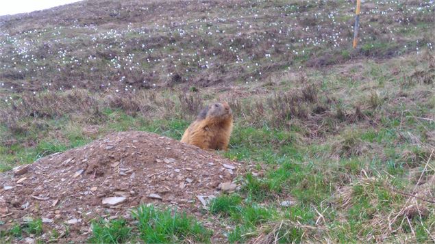 Colonie de marmottes des Saisies - N. Pinto