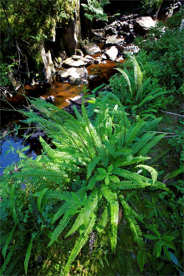 Sentier flore et milieux naturels - P. Somelet