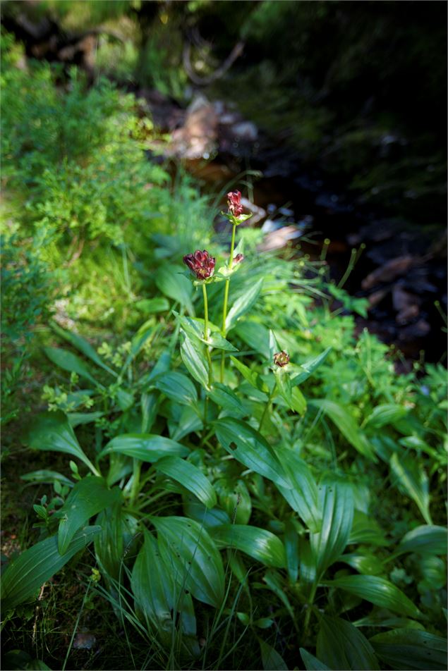 Sentier flore et milieux naturels - P. Somelet