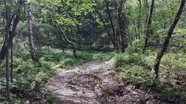 Sentier des Gures - OT Vallée de Chamonix MB