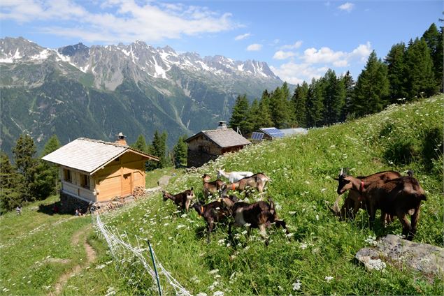 alpage de blaitière chamonix 2 - ©C.GILBERT